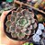 Echeveria Texensis rosea - PT 9 - Imagem 1