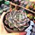 Echeveria Texensis rosea - PT 9 - Imagem 2