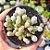 Fenestraria aurantiaca (DEDO DE ET) - PT 9 - Imagem 1