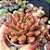 Graptoveria Bashfull - PT 9 - Imagem 2