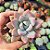 Graptoveria Opalina - PT 9 - Imagem 1
