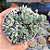 Sedum Spanicum Blue (Blue carpet) - PT 9 - Imagem 1