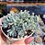 Sedum Spanicum Blue (Blue carpet) - PT 9 - Imagem 2