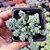 Sedum Dasyphyllum major - PT 9 - Imagem 1
