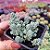 Sedum Dasyphyllum major - PT 9 - Imagem 2