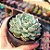 Echeveria sara himebotan - PT 9 - Imagem 2