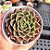 Echeveria São Luis - PT 9 - Imagem 1