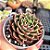 Echeveria São Luis - PT 9 - Imagem 2