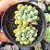Echeveria Blue feather dupla - PT 9 - Imagem 1