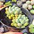 Echeveria Blue feather dupla - PT 9 - Imagem 2