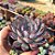 Echeveria Dark Ice - PT 9 - Imagem 2