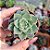 Echeveria Fabiola - PT 6 - Imagem 1