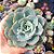 Echeveria Atlantis - PT 9 - Imagem 1