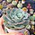 Echeveria Atlantis - PT 9 - Imagem 2