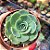 Echeveria Glauca - PT 9 - Imagem 1