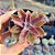 Echeveria Golden tower - PT 6 - Imagem 1