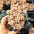 Sedum Mirinae - PT 9 - Imagem 1