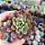 Graptoveria Bashfull - PT 6 - Imagem 1