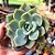 Graptoveria Fantome - PT 9 - Imagem 1