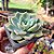 Graptoveria Fantome - PT 9 - Imagem 2