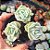 Graptoveria Lovely rose - PT 9 - Imagem 1
