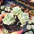 Graptoveria Lovely rose - PT 9 - Imagem 2