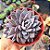 Graptoveria Lulu - PT 9 - Imagem 1
