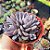Graptoveria Lulu - PT 9 - Imagem 2