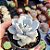 Graptoveria margareth rose - PT 8 - Imagem 2