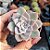 Graptoveria Milkway - PT 6 - Imagem 1