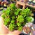 Sedum red berry - PT 9 - Imagem 1