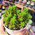 Sedum red berry - PT 9 - Imagem 2