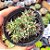 Sempervivum calcareum - PT 9 - Imagem 1