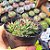 Sempervivum calcareum - PT 9 - Imagem 2