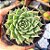 Graptoveria Silver star - PT 9 - Imagem 1