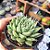 Graptoveria Silver star - PT 9 - Imagem 2