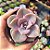 Graptoveria mr. richards - PT 9 - Imagem 1