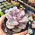 Graptoveria mr. richards - PT 9 - Imagem 2