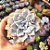 Echeveria Crispate beauty - PT 9 - Imagem 1