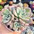 Graptoveria Milkway - PT 9 - Imagem 1