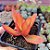 Crassula campfire - PT 9 - Imagem 2