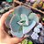 Echeveria Gila - PT 9 - Imagem 1