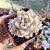 Echeveria Albicans variegata - PT 9 - Imagem 1