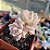 Echeveria Albicans variegata - PT 9 - Imagem 2