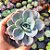Graptoveria Orpet - PT 9 - Imagem 1