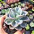Graptoveria Orpet - PT 9 - Imagem 2