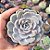 Echeveria tiny burguer - PT 9 - Imagem 1
