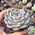 Echeveria tiny burguer - PT 9 - Imagem 2