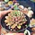 Echeveria darley dale - PT 8 - Imagem 2