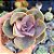 Echeveria Perle von nurberg - PT 9 - Imagem 1